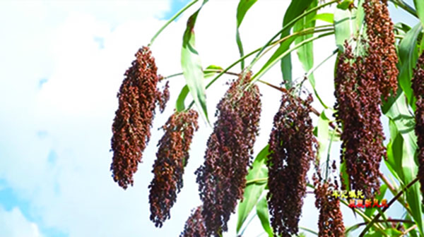 1765447567755234.jpg 3-12-12-1.jpg