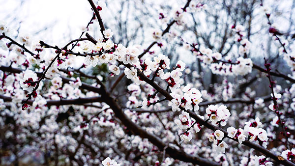 1773311680195611.jpg 1-3-13-01.jpg