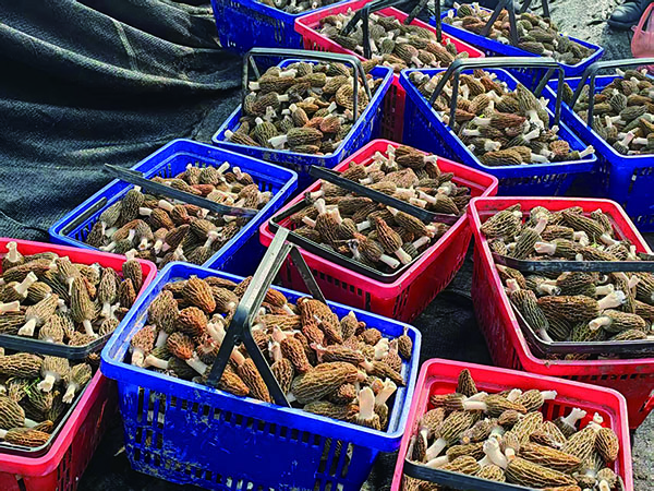 1773739869487513.jpg 2-3-18-01.jpg